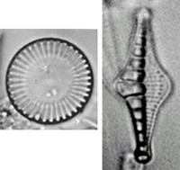 diatomee al microscopio