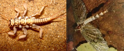 macroinvertebrati