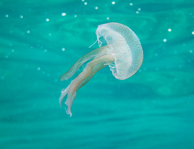 medusa luminosa (Pelagia noctiluca)