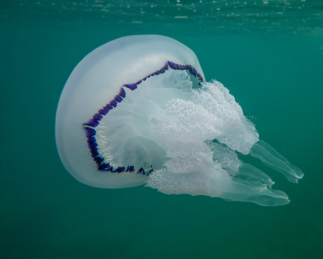 medusa Polmone di mare (Rhizostoma pulmo)