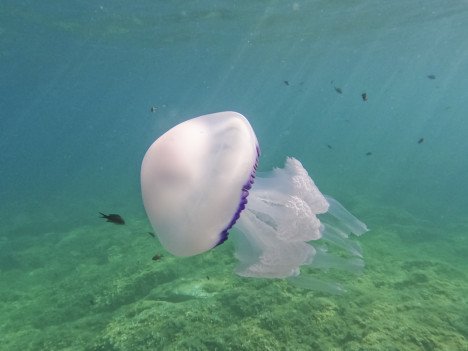 Meduse, conosciamo alcune specie segnalate in Toscana