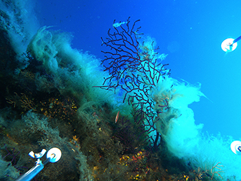 mucillagine su gorgonia all'Isola del Giglio