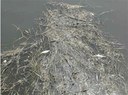 Ispezione di ARPAT per la moria di pesci nel Fosso Corniaccia tra Venturina e Piombino