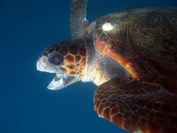 Tartaruga marina - esemplare di Caretta Caretta